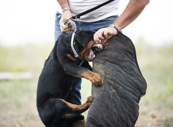 Essential Guide: How Frequently Should Seat Belts Be Inspected for Wear and Tear in Commercial Vehicles?
